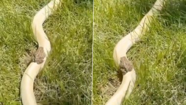Frog Rides on Snake! Amusing Video of Frog Calmly Sitting on a Slithering Yellow Snake Goes Viral